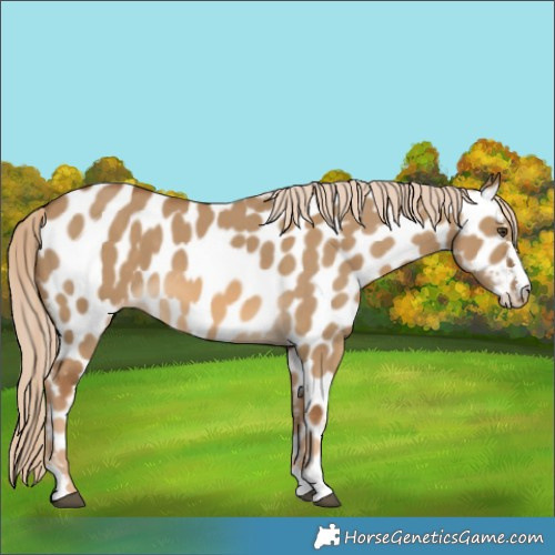 Horse Color:Chocolate Palomino Dun Appaloosa 