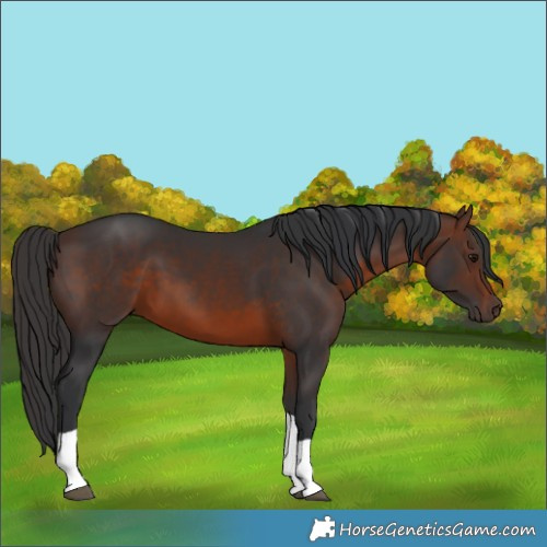 Horse Color:Brown Tobiano 