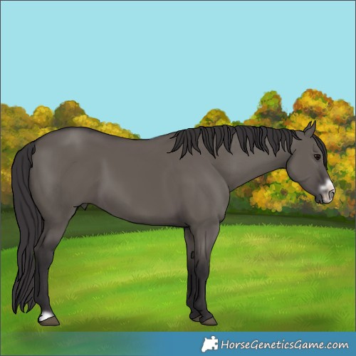 Horse Color:Smoky Grullo Frame 