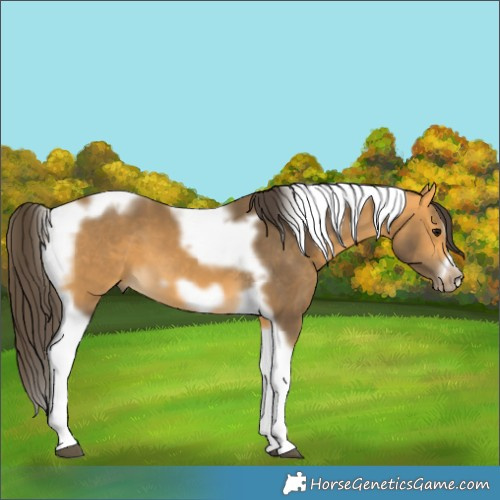 Horse Color:Buckskin Tobiano Frame 