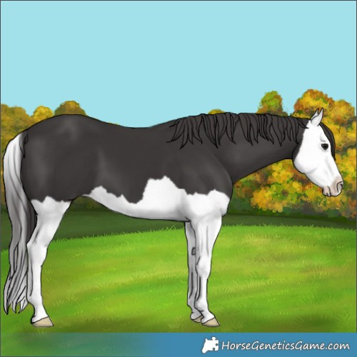 Horse Color:Smoky Black Splash