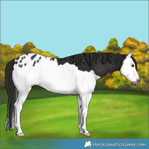 Horse Color:Gray Smoky Black Splash Appaloosa 