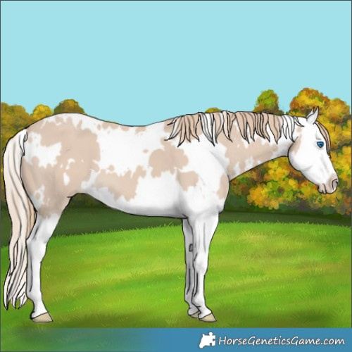 Horse Color:White Spotted Smoky Creme Splash