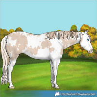 Horse Color:White Spotted Smoky Creme Splash 
