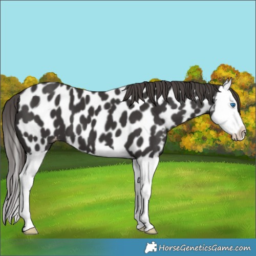 Horse Color:Smoky Black Splash Appaloosa 