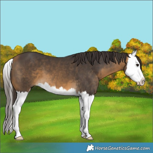 Horse Color:Buckskin Splash
