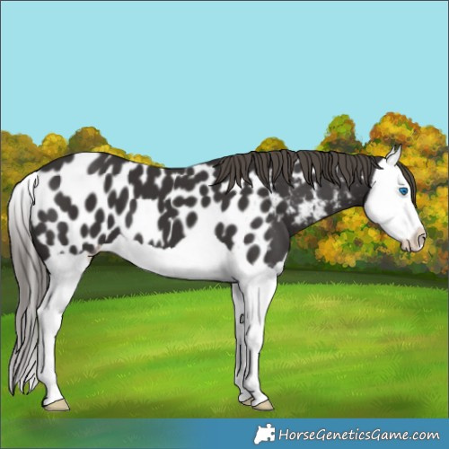 Horse Color:Smoky Black Splash Appaloosa