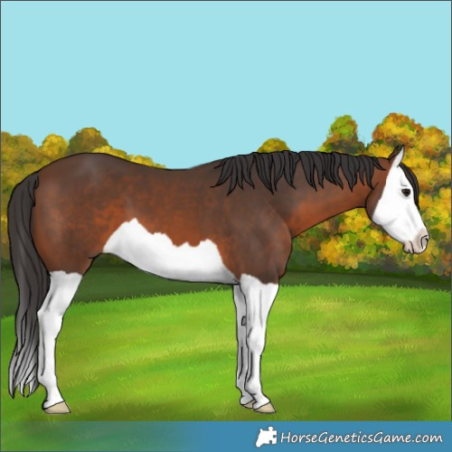 Horse Color:Brown Splash 