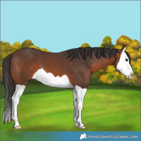 Horse Color:Brown Splash 