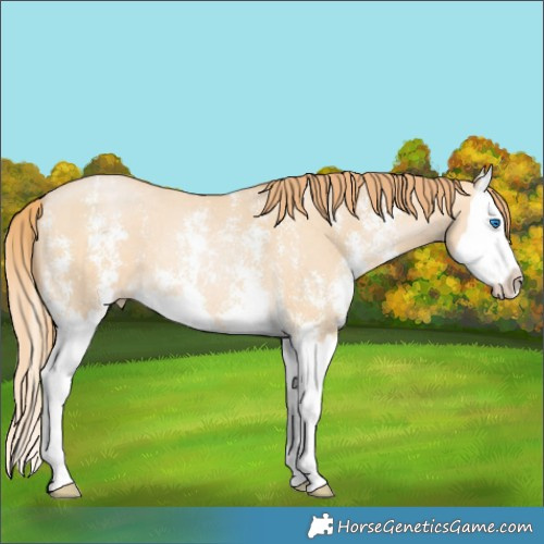 Horse Color:Buckskin Pearl Sabino Splash