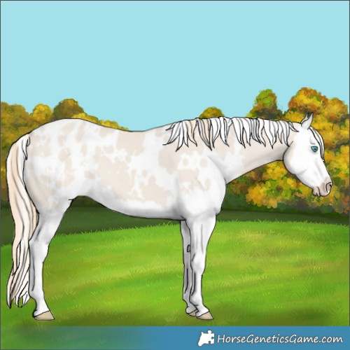 Horse Color:White Spotted Smoky Creme Dun Splash Appaloosa