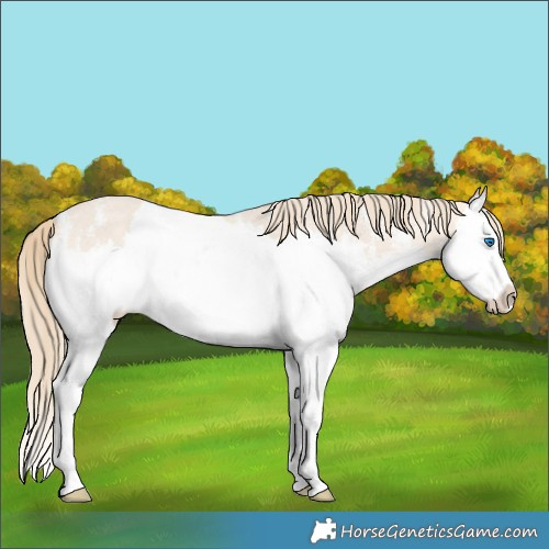 Horse Color:Perlino Sabino Splash 