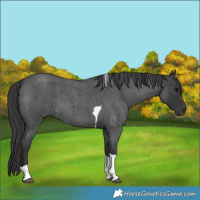 Horse Color:Blue Roan Tobiano 