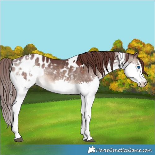 Horse Color:White Spotted Chocolate Brown Dun Splash Appaloosa 