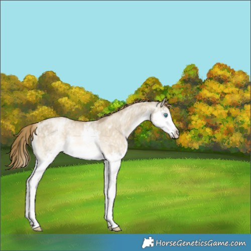 Horse Color:White Spotted Chocolate Buckskin Pearl Dun Splash Rabicano 