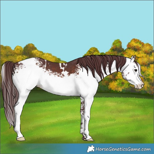 Horse Color:White Spotted Chocolate Brown Rabicano 