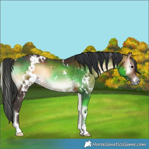 Horse Color:White Spotted Bay Onyx