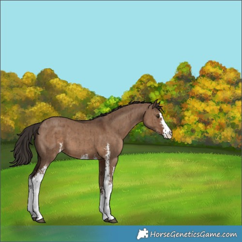 Horse Color:Liver Red Dun Sabino Brindle 