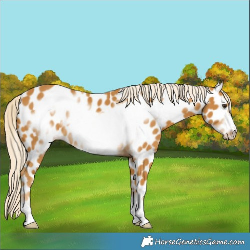 Horse Color:Palomino Frame Appaloosa