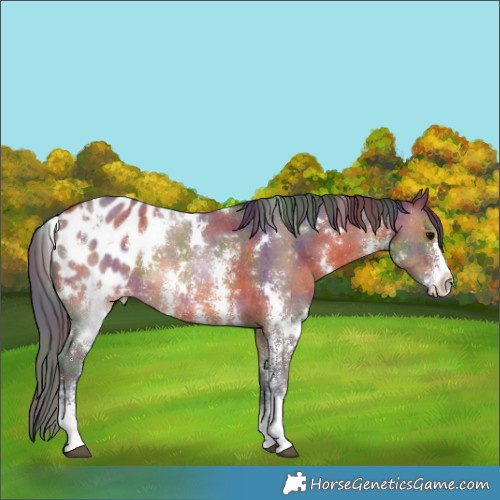 Horse Color:Nacre White Spotted Brown Sabino Appaloosa Rabicano