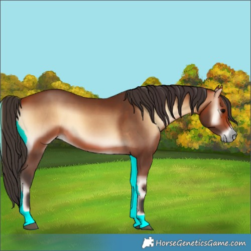 Horse Color:Bay Onyx 