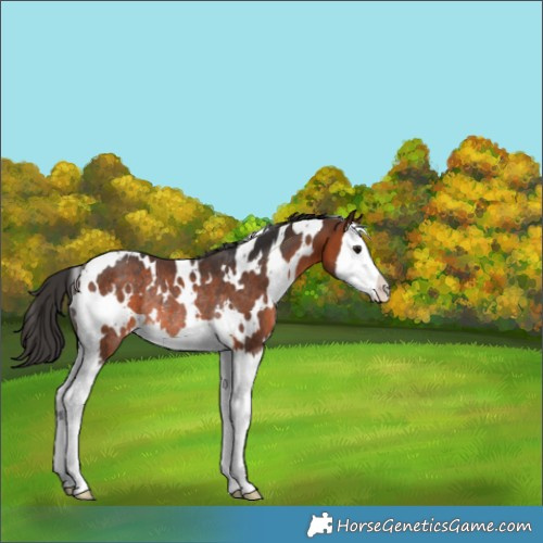 Horse Color:White Spotted Brown Splash Rabicano 