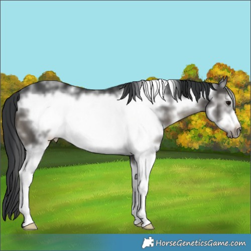 Horse Color:Grullo Sabino Frame