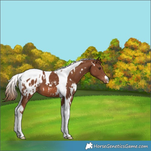 Horse Color:White Spotted Chestnut Tobiano Appaloosa
