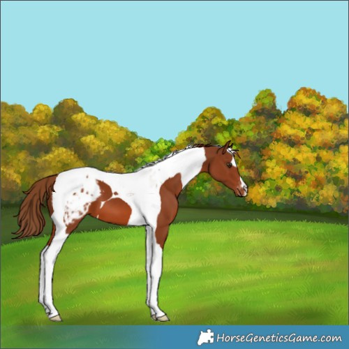 Horse Color:Chestnut Tobiano Appaloosa