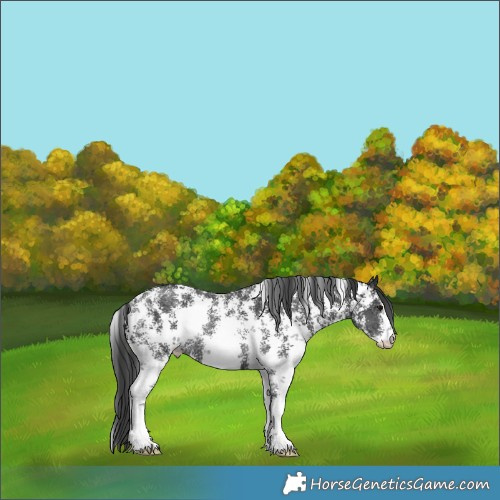 Horse Color:Black Ice Sabino Rabicano 
