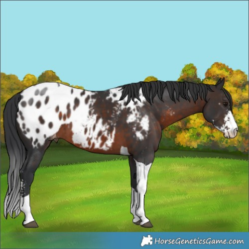 Horse Color:Brown Sabino Tobiano Appaloosa