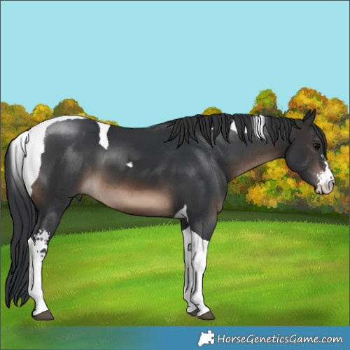Horse Color:Brown Sabino Tobiano