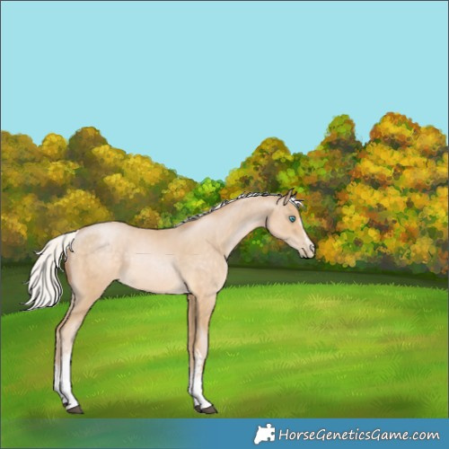 Horse Color:White Spotted Silver Buckskin Pearl Sabino Rabicano 