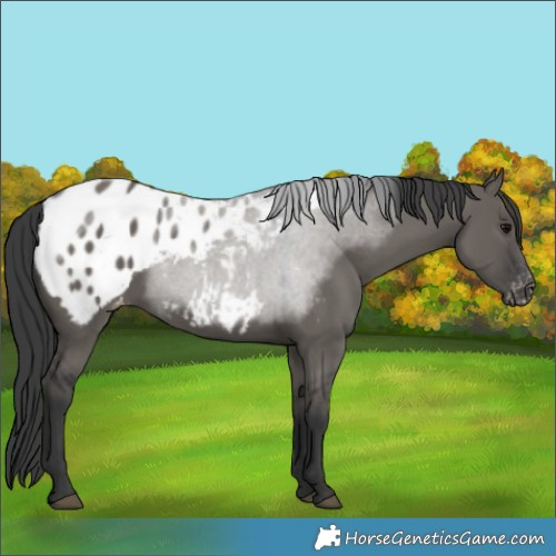 Horse Color:Grullo Appaloosa 