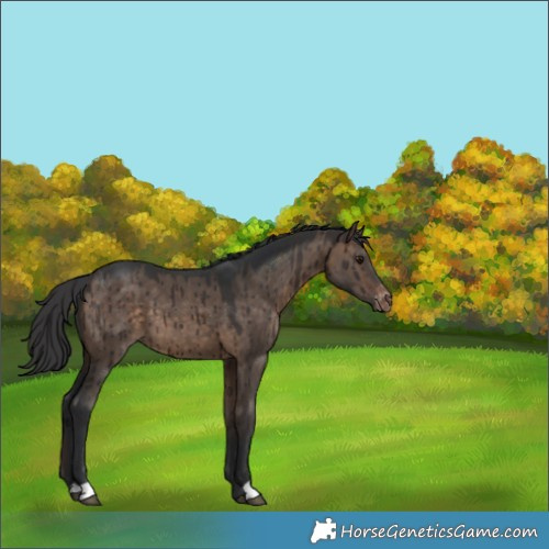 Horse Color:Brown Dun Appaloosa Brindle
