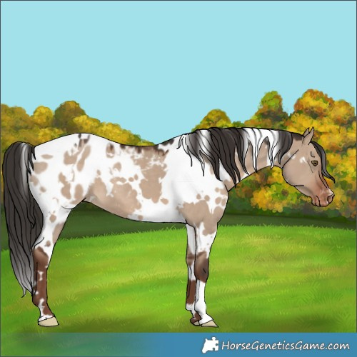 Horse Color:White Spotted Liver Red Dun Appaloosa 