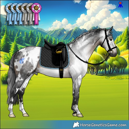 Horse Color:Gray White Spotted Brown Rabicano 