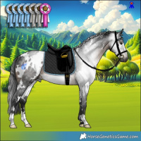 Horse Color:Gray White Spotted Brown Rabicano 