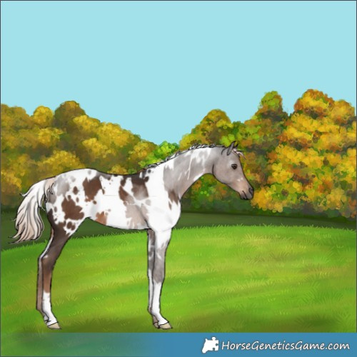 Horse Color:Gray White Spotted Liver Chestnut