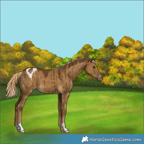 Horse Color:Chocolate Palomino Dun Appaloosa Brindle 