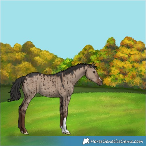 Horse Color:Liver Red Dun Brindle 