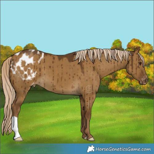 Horse Color:Chocolate Palomino Dun Appaloosa Brindle