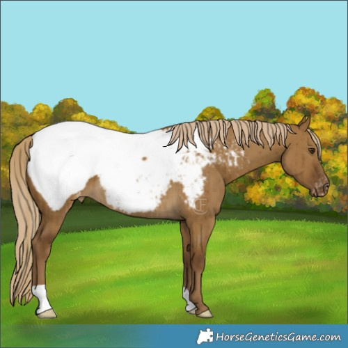 Horse Color:Chocolate Palomino Dun Appaloosa Brindle 