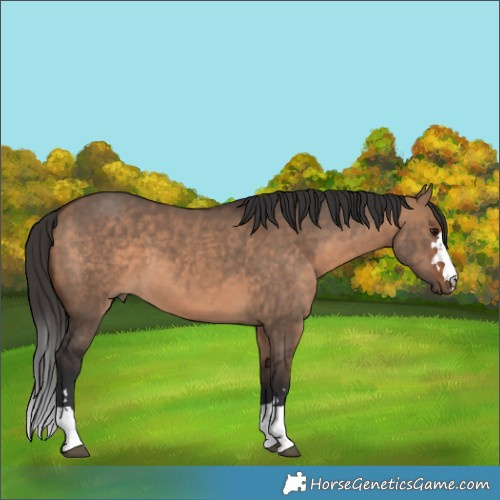 Horse Color:Bay Dun 
