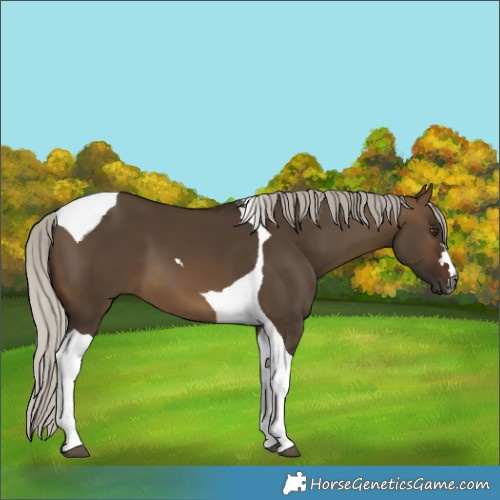 Horse Color:Gray Silver Brown Dun Tobiano 