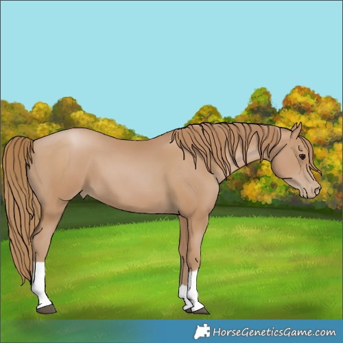 Horse Color:Black Pearl Tobiano 