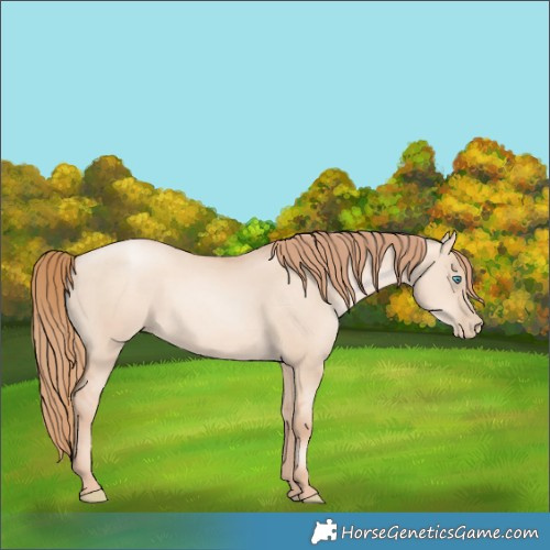 Horse Color:Gold Champagne Pearl Dun 
