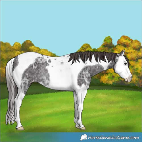 Horse Color:Smoky Black Ice Splash Tobiano Appaloosa Rabicano 