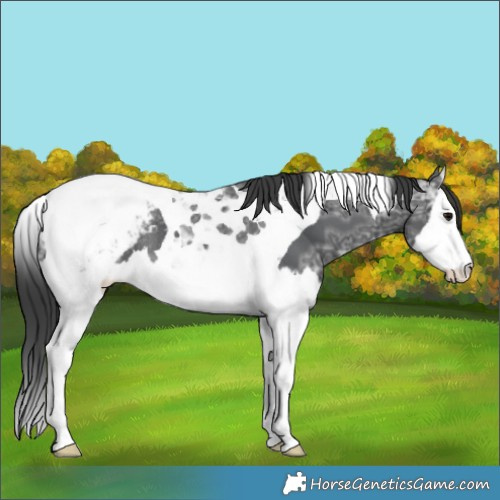 Horse Color:Black Ice Splash Tobiano Appaloosa Rabicano 