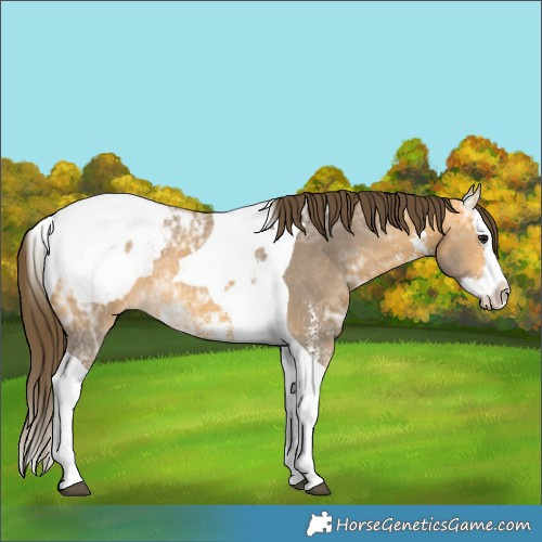 Horse Color:Buckskin Ice Sabino Splash Tobiano Appaloosa Rabicano 